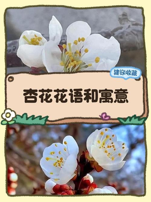 揭示梦见杏花开的5大心理含义与专家解读 揭示梦见杏花开的5大心理含义与专家解读