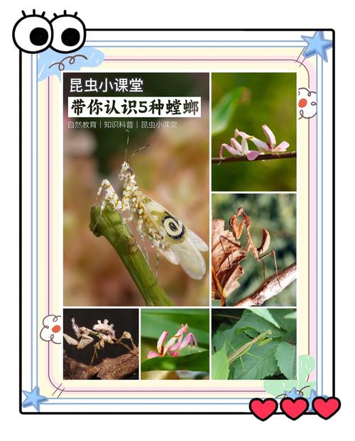 揭秘梦中螳螂象征,这暗示生活中的哪些变化? 揭秘梦中螳螂象征,这暗示生活中的哪些变化?