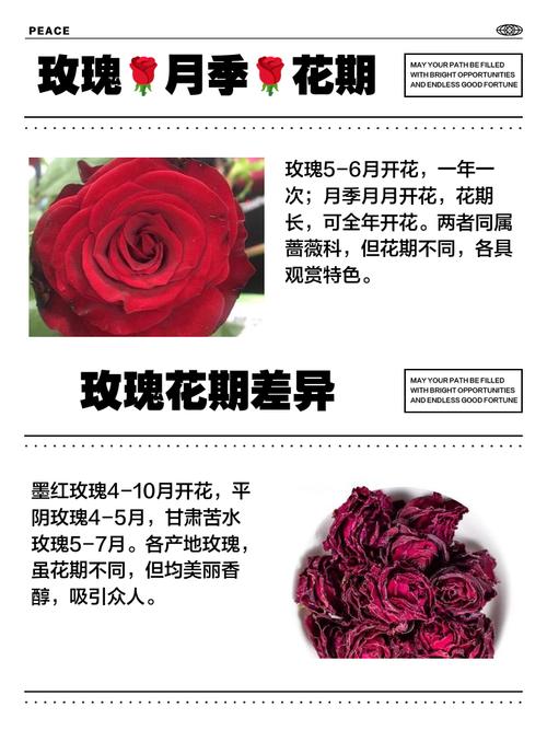 梦见玫瑰花开解析吉凶预示与情感运势对比分析 梦见玫瑰花开解析吉凶预示与情感运势对比分析