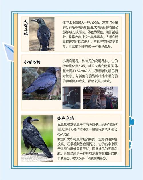梦见大乌鸦的象征意义及高效解决方案解析 梦见大乌鸦的象征意义及高效解决方案解析