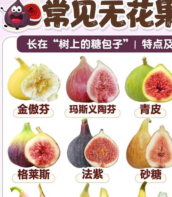 梦见无花果寓意揭秘吉凶对比与心理解读的深度探索