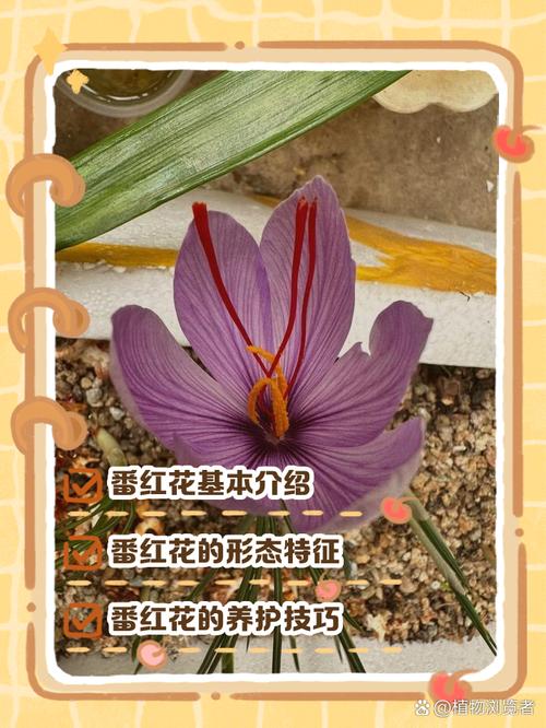 专家解读15个梦见番红花的深层含义与心理分析 专家解读15个梦见番红花的深层含义与心理分析