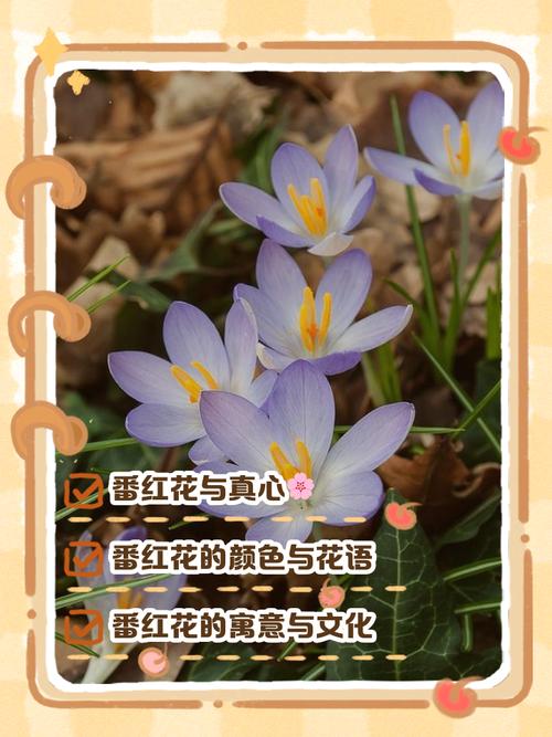 专家解读15个梦见番红花的深层含义与心理分析 专家解读15个梦见番红花的深层含义与心理分析