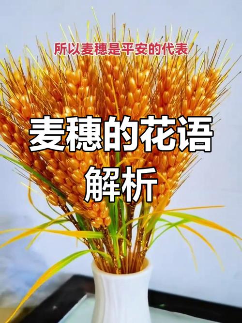 梦见谷麦的5个象征意义及解读技巧 梦见谷麦的5个象征意义及解读技巧