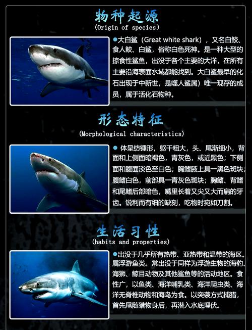 解读梦见鲨鱼的5个象征意义与心理解析 解读梦见鲨鱼的5个象征意义与心理解析