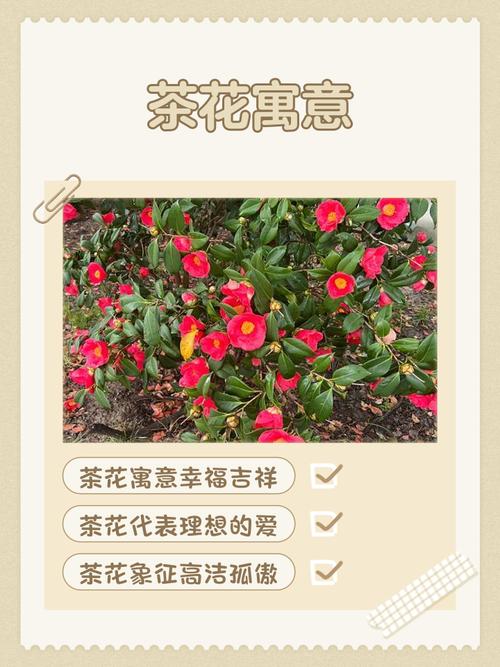 梦见茶花寓意解析揭示茶花梦境的深层意义与影响 梦见茶花寓意解析揭示茶花梦境的深层意义与影响