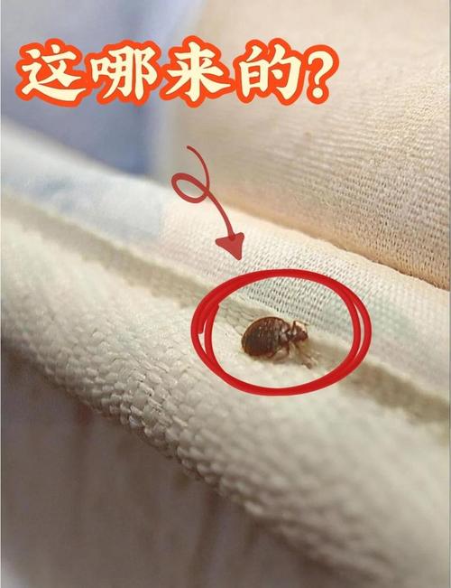 梦见臭虫预示哪些?揭示背后隐藏的心理暗示与启示 梦见臭虫预示哪些?揭示背后隐藏的心理暗示与启示