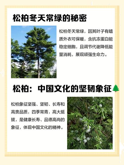梦见柏树寓意揭秘如何理解梦境中的象征意义? 梦见柏树寓意揭秘如何理解梦境中的象征意义?