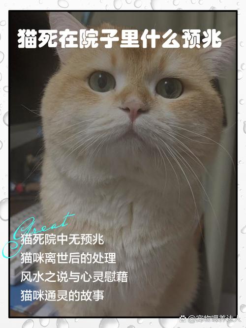 梦见猫去世的10个寓意揭秘专家权威解读与心理分析 梦见猫去世的10个寓意揭秘专家权威解读与心理分析