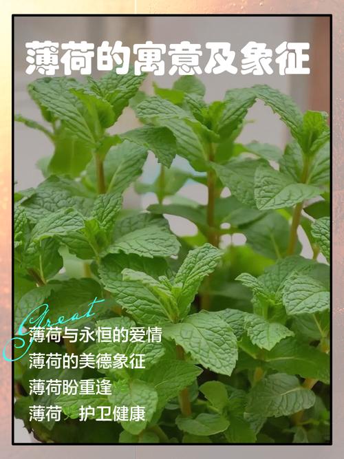 梦见薄荷的深层含义揭示心理暗示与高效解决方案 梦见薄荷的深层含义揭示心理暗示与高效解决方案