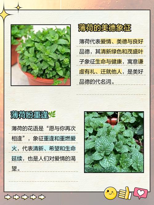 梦见薄荷的深层含义揭示心理暗示与高效解决方案 梦见薄荷的深层含义揭示心理暗示与高效解决方案