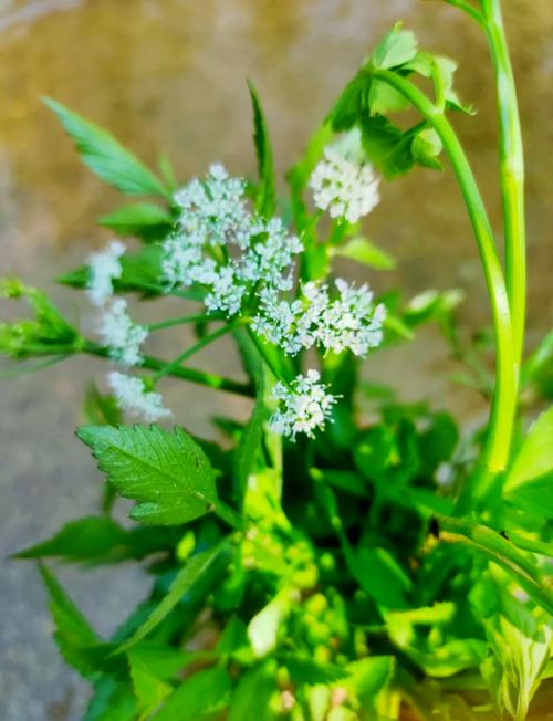 解析梦见水芹菜的6个心理暗示，专家详解