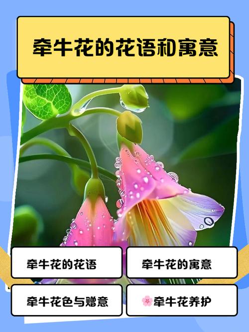 揭秘梦见牵牛花开心理寓意与生活启示解析 揭秘梦见牵牛花开心理寓意与生活启示解析