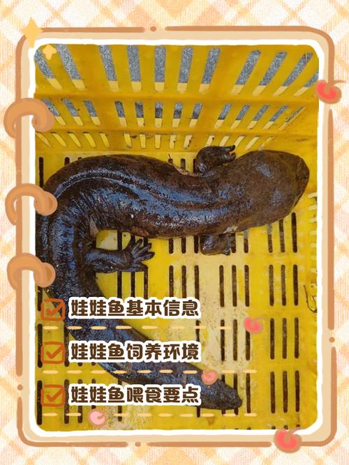 解读梦见娃娃鱼寓意提升运势小技巧揭秘 解读梦见娃娃鱼寓意提升运势小技巧揭秘