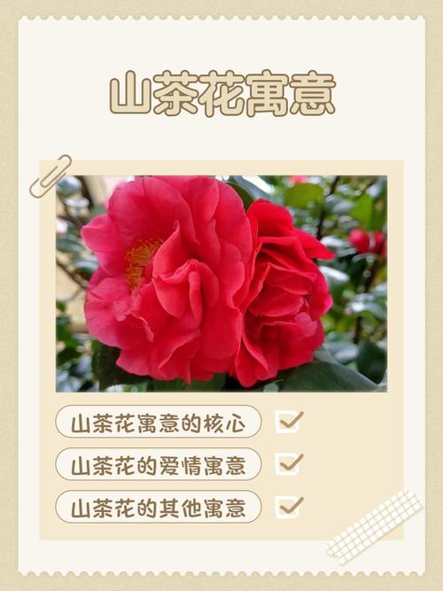 梦见茶花暗藏玄机?解读背后深意与象征意义 梦见茶花暗藏玄机?解读背后深意与象征意义