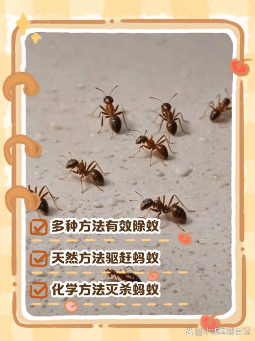蚂蚁协作有何秘诀？揭秘其优化交通的新策略！
