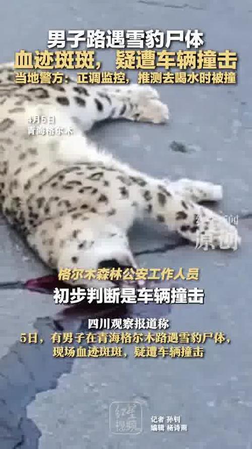 揭秘真相：官方否认放恶犬围捕雪豹致其瘫痪事件不实传闻