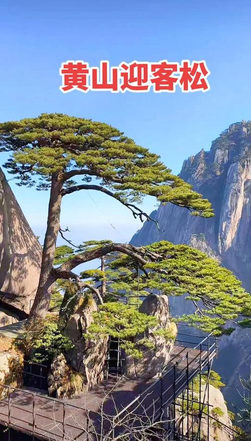 建议:揭秘黄山迎客松真假争议,专家详解背后真相,探究自然奇迹的真实魅力! 建议:揭秘黄山迎客松真假争议,专家详解背后真相,探究自然奇迹的真实魅力!