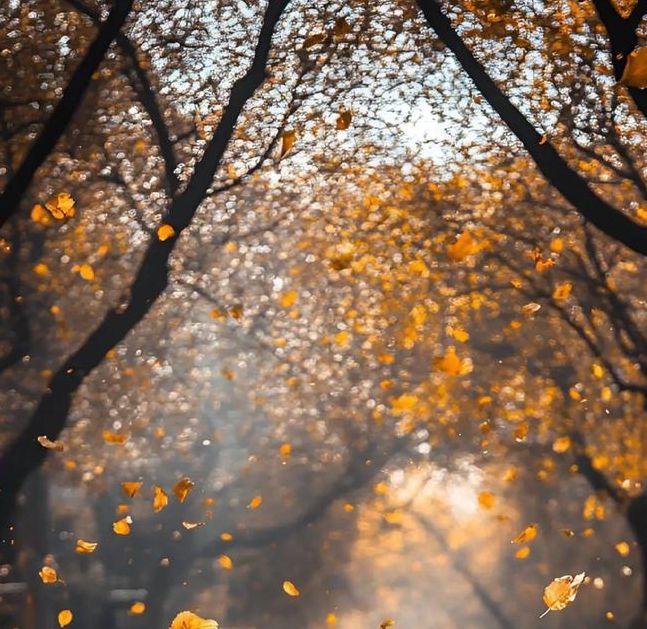 落叶缓扫，如何让栖霞市民在金黄世界中享受季节变迁？