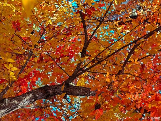 落叶缓扫，如何让栖霞市民在金黄世界中享受季节变迁？