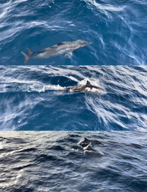 马尔代夫浮潜安全吗？——解析2025年11月4日中国游客溺亡事件背后的隐忧