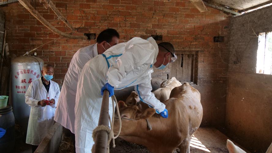 杨庄畜牧兽医安全检查：保障畜牧业健康发展，你需要了解的重要措施！