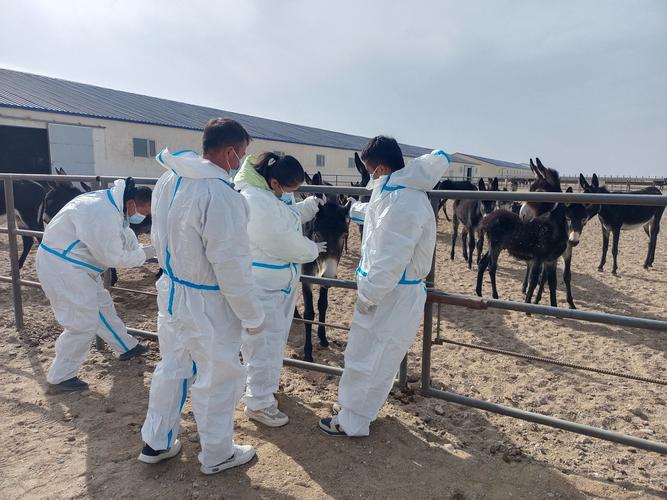 杨庄畜牧兽医安全检查：保障畜牧业健康发展，你需要了解的重要措施！