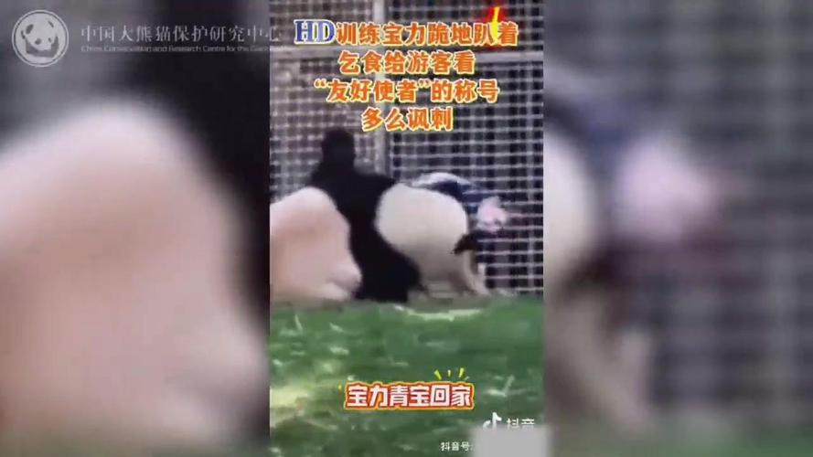 如何辨别大熊猫训练下跪乞食的谣言？官方辟谣揭秘！