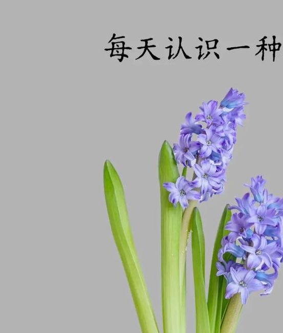 揭秘梦见风信子背后的深层意义,你所忽视的心理暗示! 揭秘梦见风信子背后的深层意义,你所忽视的心理暗示!