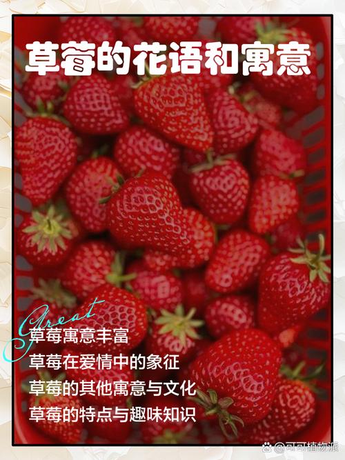 揭秘梦见草莓的7个心理暗示,提升生活价值 揭秘梦见草莓的7个心理暗示,提升生活价值