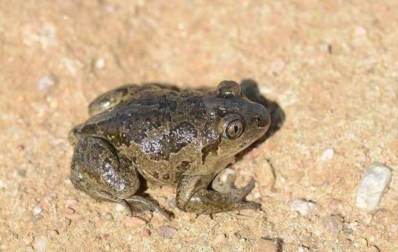 梦见蟾蜍的真实寓意解析潜在心理与生活启示