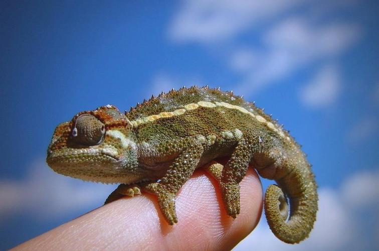 梦见蜥蜴预示着哪些？探索其背后的心理暗示与解读