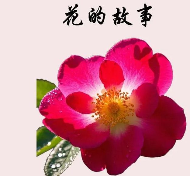 梦见野蔷薇的深刻象征意义，探秘梦境解读与心灵成长！