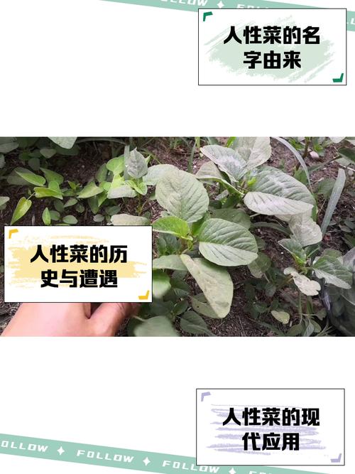 梦见种菜竟暗藏人生启示?揭秘其背后的深层含义与象征! 梦见种菜竟暗藏人生启示?揭秘其背后的深层含义与象征!