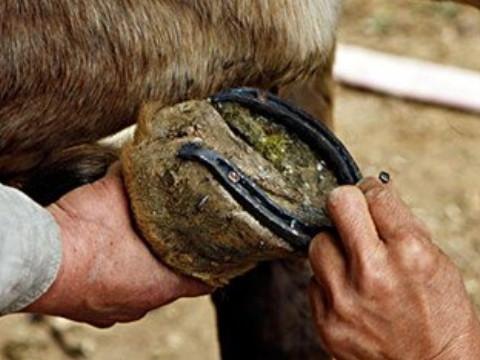 梦见马掌的5个含义及解梦技巧详解 梦见马掌的5个含义及解梦技巧详解