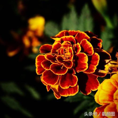 解析梦见红色的5个含义，解锁生活潜在暗示