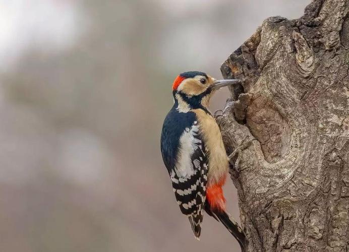 梦见啄木鸟预示哪些?解读梦境背后的深层含义 梦见啄木鸟预示哪些?解读梦境背后的深层含义