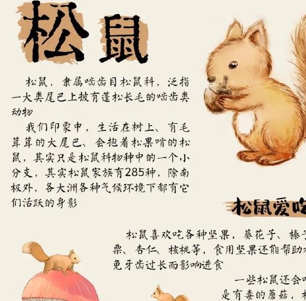 梦见松鼠象征哪些？解密背后含义及高效解决方案