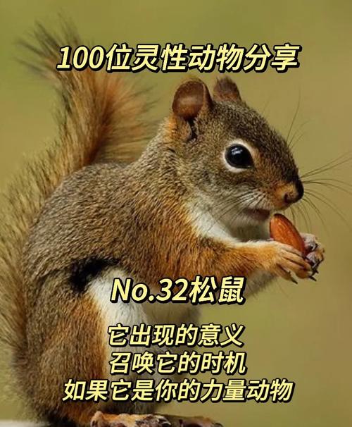 梦见松鼠象征哪些？解密背后含义及高效解决方案