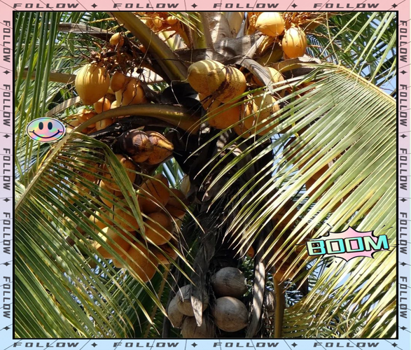 梦见椰子代表哪些预兆?解读梦境背后的心理暗示 梦见椰子代表哪些预兆?解读梦境背后的心理暗示