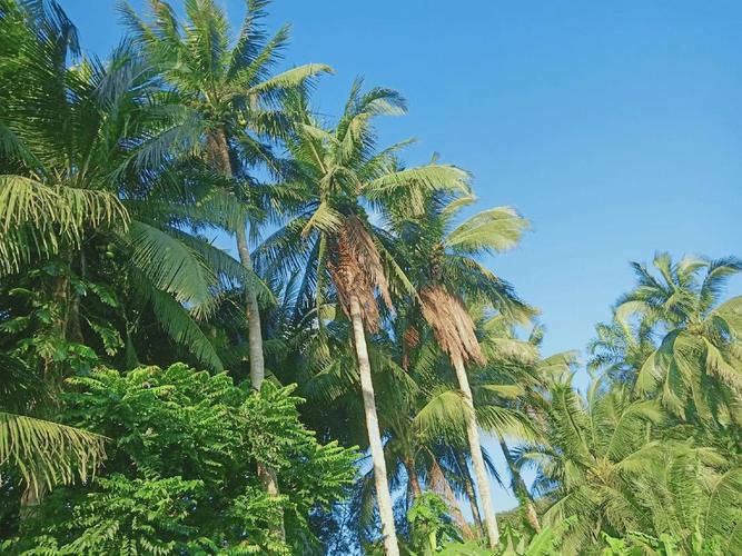 梦见椰子代表哪些预兆?解读梦境背后的心理暗示 梦见椰子代表哪些预兆?解读梦境背后的心理暗示