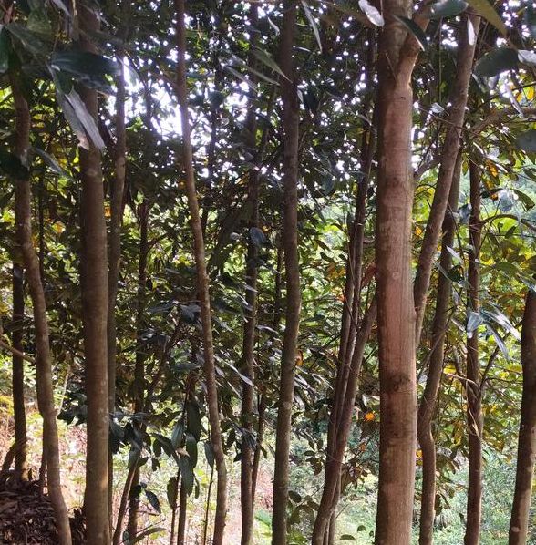 梦见桂皮预示哪些?解读梦境背后的心理意义 梦见桂皮预示哪些?解读梦境背后的心理意义