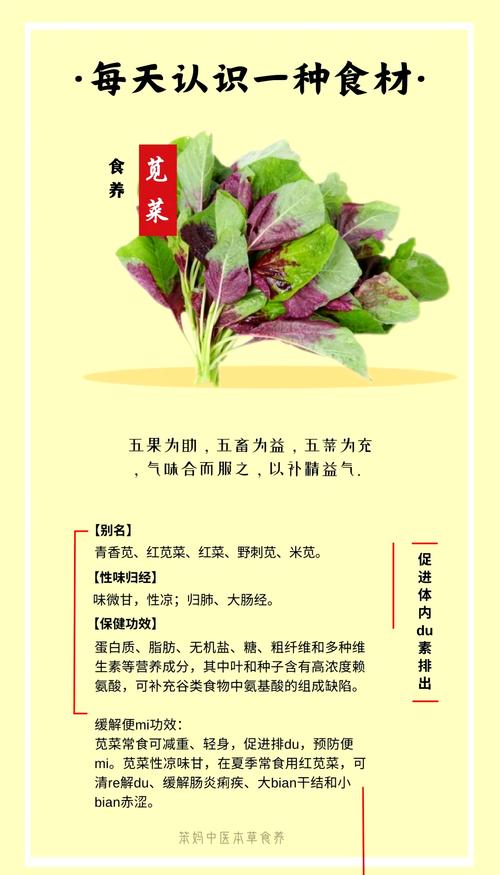 揭秘梦见苋菜的背后含义专家分析与4大长尾关键词解读