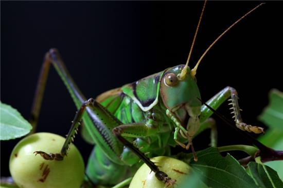 梦见穗分叉为二？解读12个不容忽视的心理象征