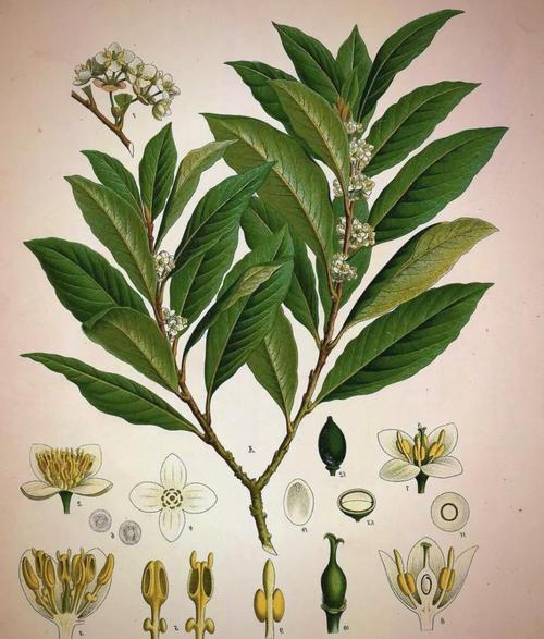 梦见月桂树寓意揭示神秘能量与生活启示，专家解读引发心灵共鸣！