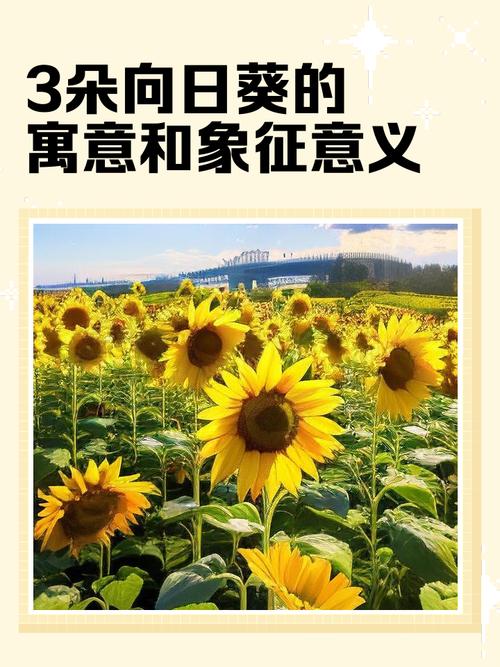 梦见向日葵开花预示哪些?揭示背后寓意及心理学解读 梦见向日葵开花预示哪些?揭示背后寓意及心理学解读