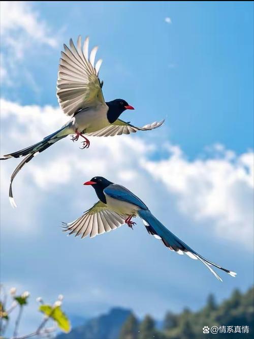 梦见喜鹊预示好运降临吗？解读背后含义及象征意义