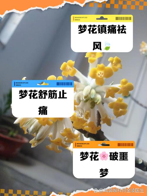 梦见花椰菜预示着哪些？揭示梦境背后的隐藏意义！