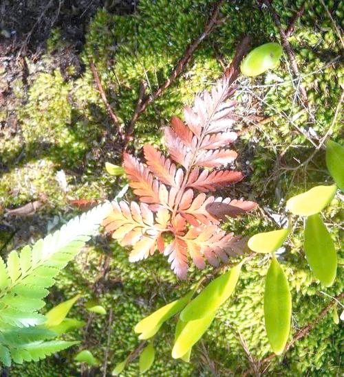 梦见羊齿植物象征哪些?深度解析其心理暗示与生活启示 梦见羊齿植物象征哪些?深度解析其心理暗示与生活启示