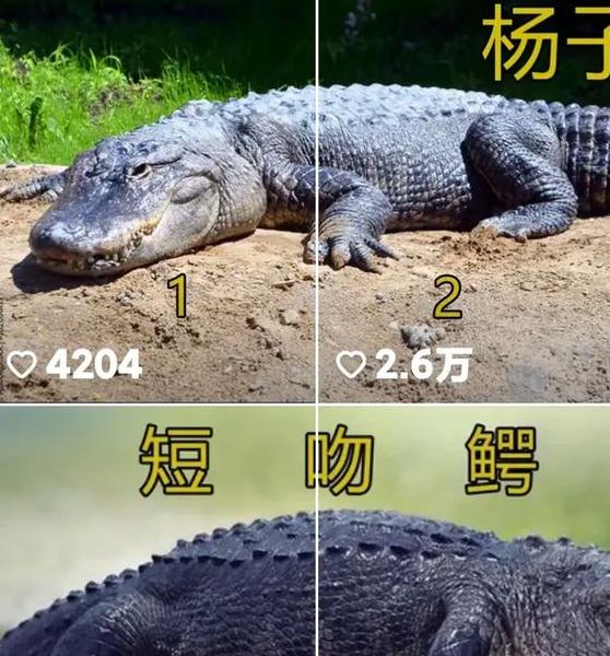 梦见短吻鳄解析心理暗示与生活启示哪种更准确？